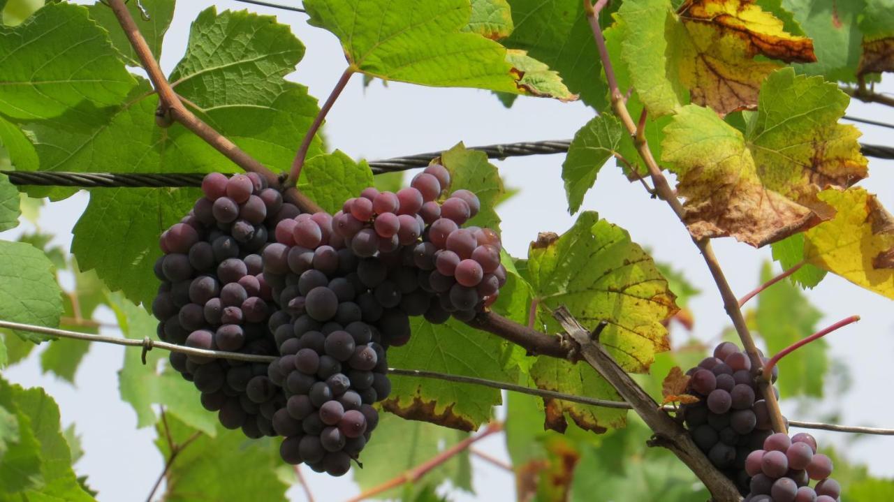 Ferienwohnung Elbsommer Am Weinberg Meißen Eksteriør bilde